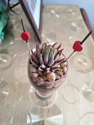 2 Suculentas en Mini-macetas. Cada suculenta 8