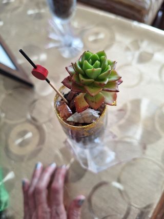 2 Suculentas en Mini-macetas. Cada suculenta 8