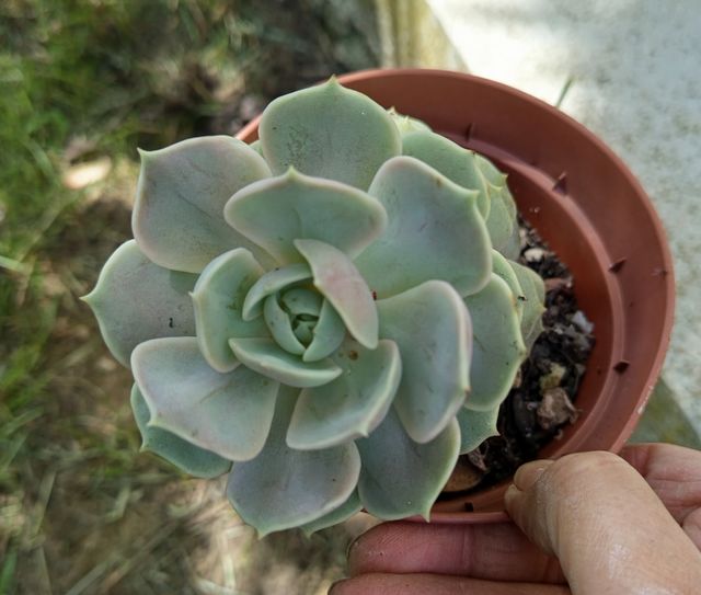 Echeveria Lola - Pianta Grassa