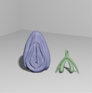 Modelo anatómico vulva y clítoris