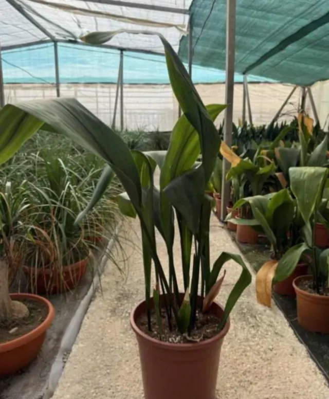 Aspidistra c-27: Planta elegante