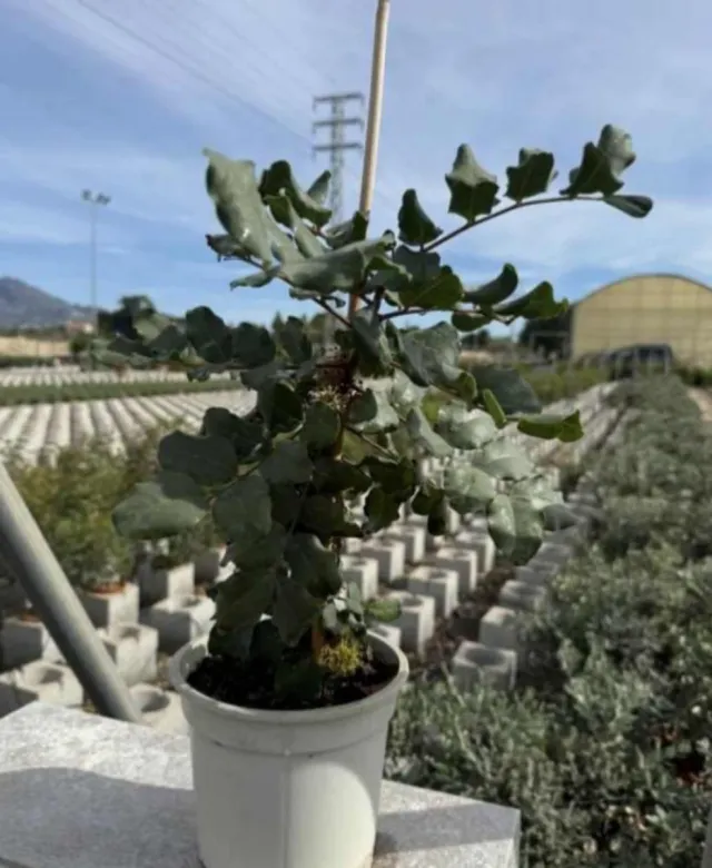 2 Plantas Algarrobo C-17