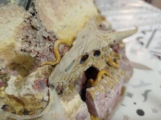 Diorama Warhammer Krondys