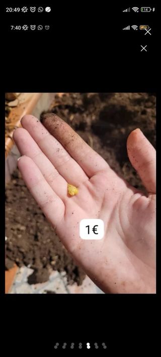 Giglio bianco - Lilium candidum