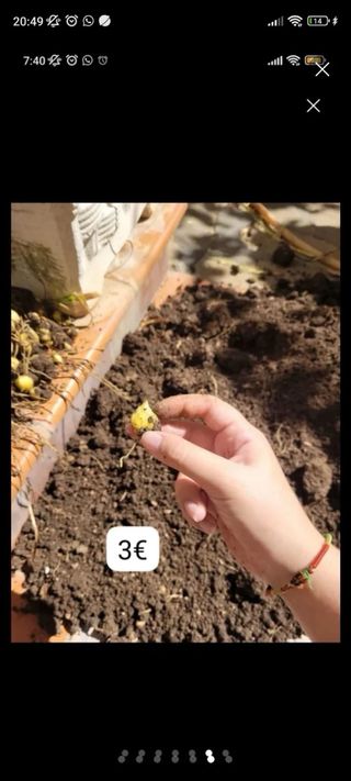 Giglio bianco - Lilium candidum