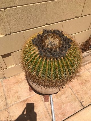 Cactus Echinocactus gr. - Planta