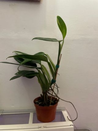 Monstera Standleyana