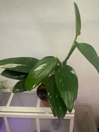 Monstera Standleyana