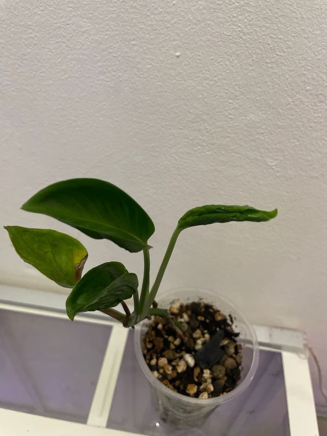 Epipremnum Shangri La