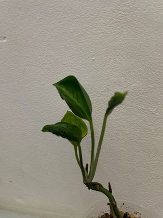 Epipremnum Shangri La