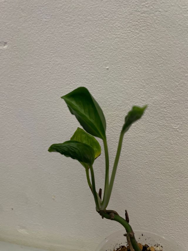 Epipremnum Shangri La