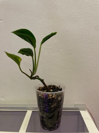 Epipremnum Shangri La