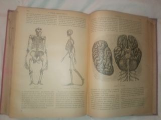 Historia Natural ODON DE BUEN tomos uno y dos.