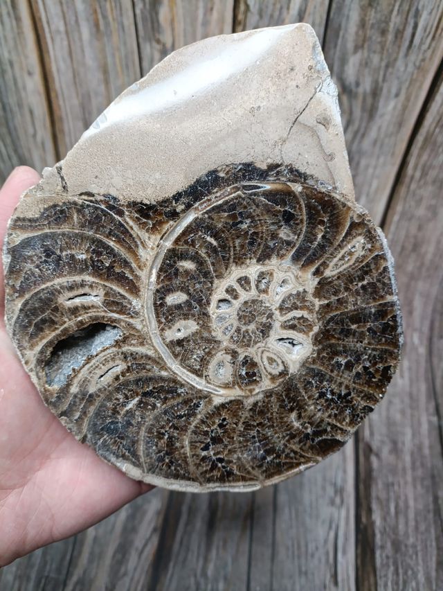 Ammonite (Fossile) - 2 parti