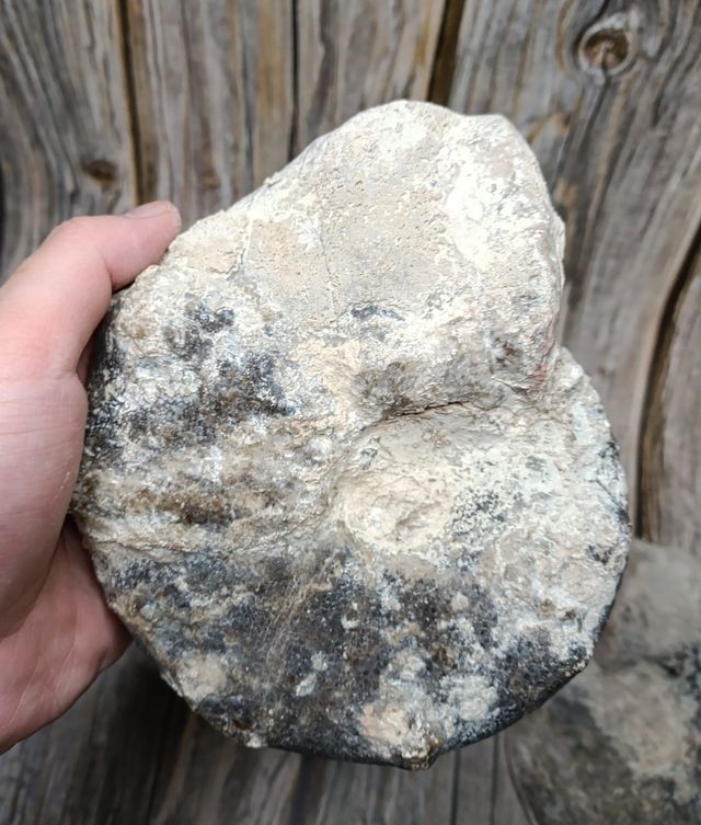 Ammonite (Fossile) - 2 parti