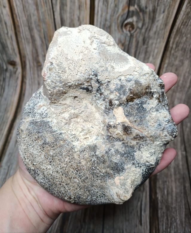 Ammonite (Fossile) - 2 parti