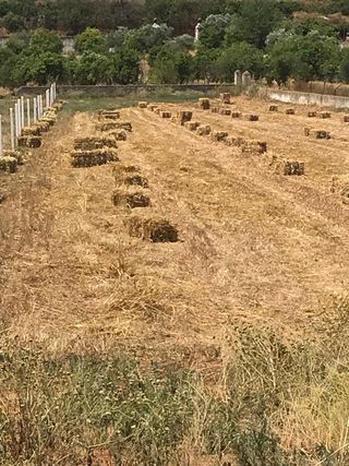 Pacas Heno de Avena Paja Alpacas