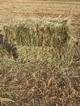 Pacas Heno de Avena Paja Alpacas de este año 2026