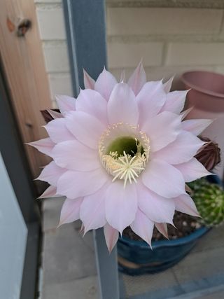 Mtto y limpieza de huertos