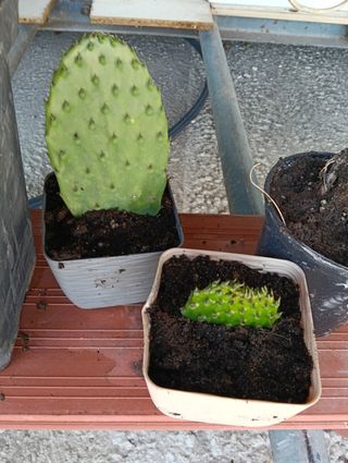Chumberas (nopales) sin espinas