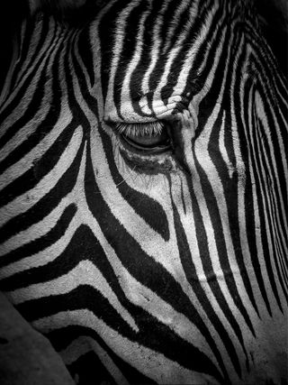 Reportajes fotográficos gratis