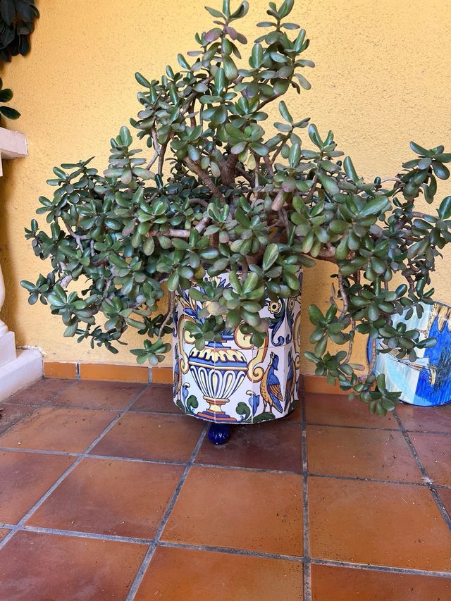 Maceteros cerámicos azules y blancos