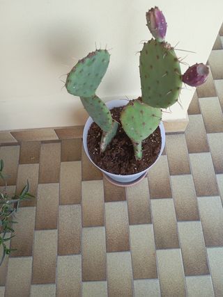Cactus in vaso - Pianta grassa
