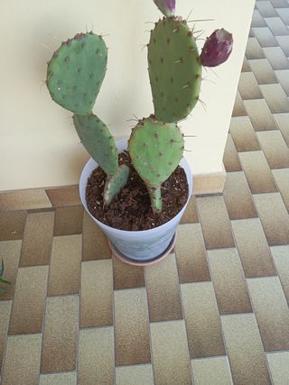 Cactus in vaso - Pianta grassa