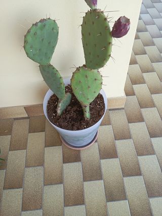 Cactus in vaso - Pianta grassa