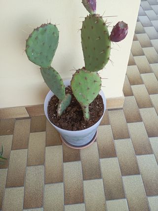 Cactus in vaso - Pianta grassa
