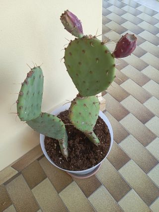 Cactus in vaso - Pianta grassa