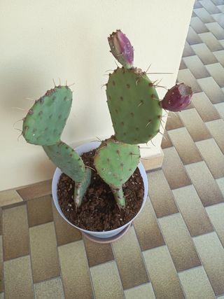 Cactus in vaso - Pianta grassa