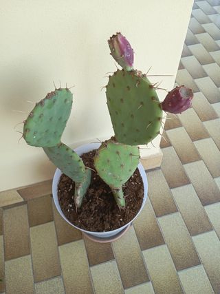 Cactus in vaso - Pianta grassa