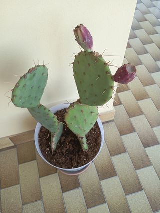 Cactus in vaso - Pianta grassa