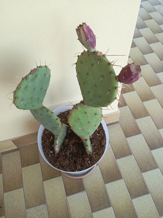 Cactus in vaso - Pianta grassa