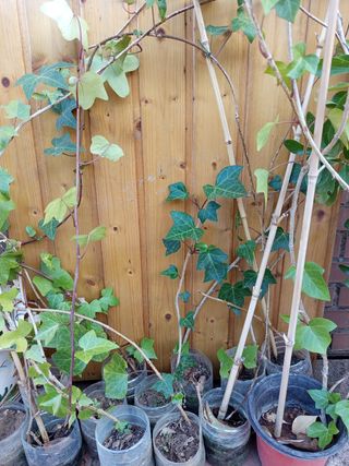 4  hiedras en maceta