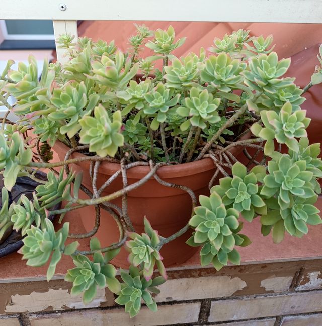 Planta suculenta Echeveria