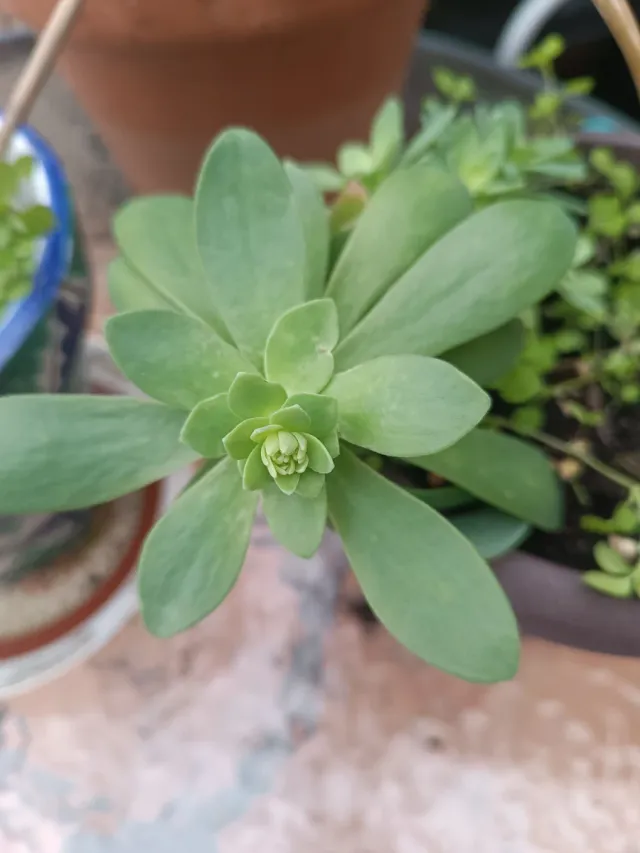 Planta suculenta Echeveria