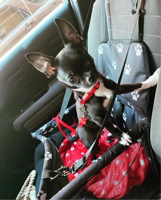 Asiento para perro de coche