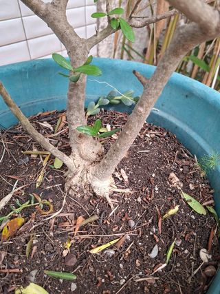 PlantaPop - Olivo en maceta - 3 ramas - 5 años