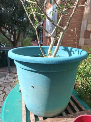 PlantaPop - Olivo en maceta - 3 ramas - 5 años