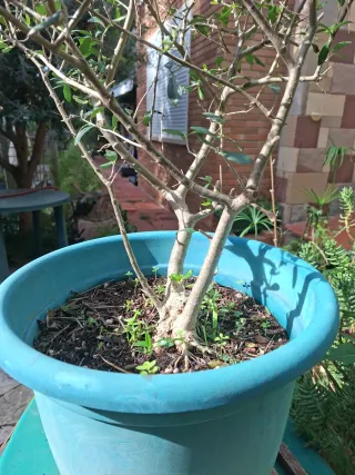 PlantaPop - Olivo en maceta - 3 ramas - 5 años