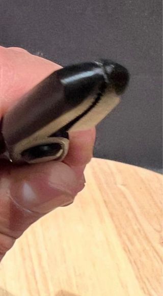 DINGMU TENAZA ALICATE DE JIN ACERO CARBONO BONSAI