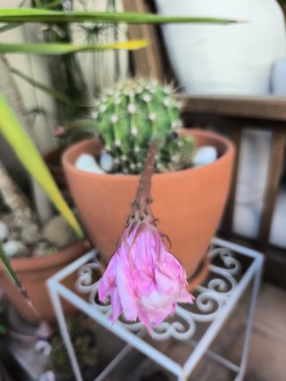 1 Cactus Echinopsis