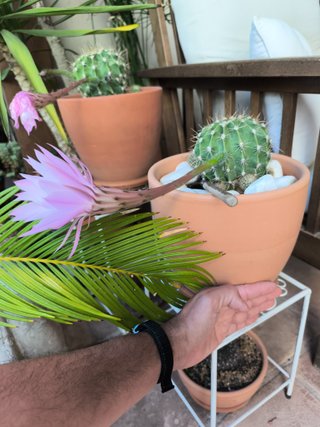 1 Cactus Echinopsis