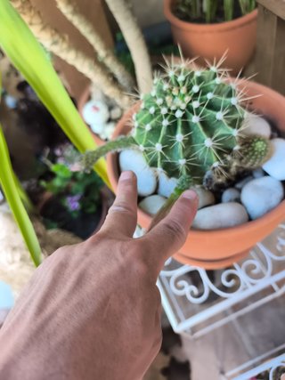 1 Cactus Echinopsis