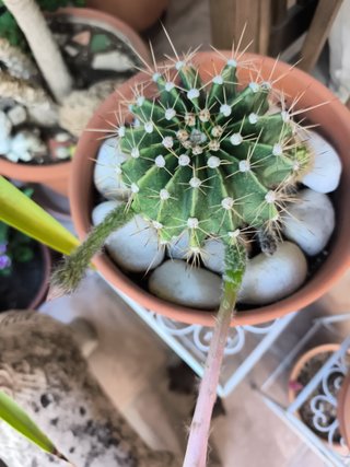 1 Cactus Echinopsis