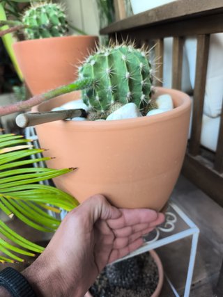 1 Cactus Echinopsis