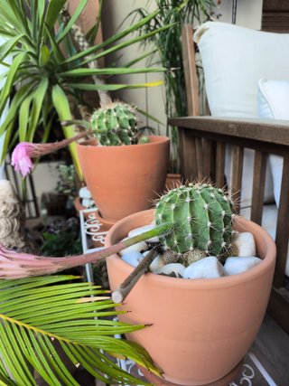 1 Cactus Echinopsis
