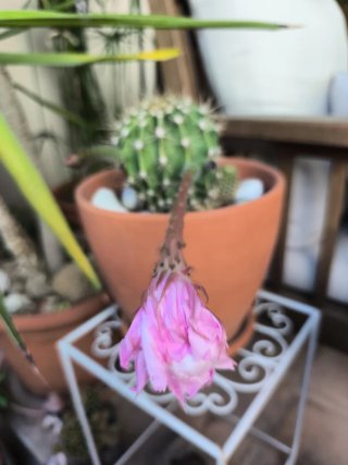 1 Cactus Echinopsis